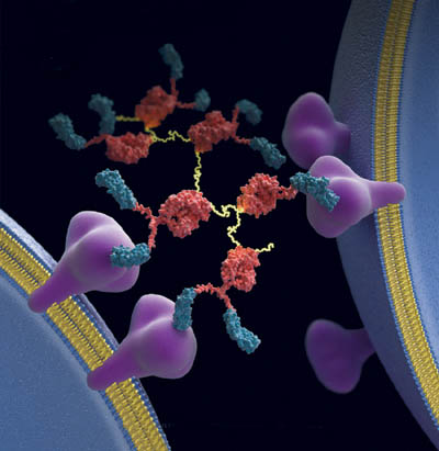 重组蛋白生产（Recombinant Protein）