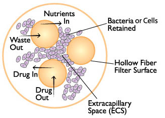 体外PK/PD模型（In vitro toxicology）