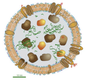 外泌体富集（Exosome Harvesting）