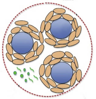 隐孢子虫培养（Cryptosporidium-culture）